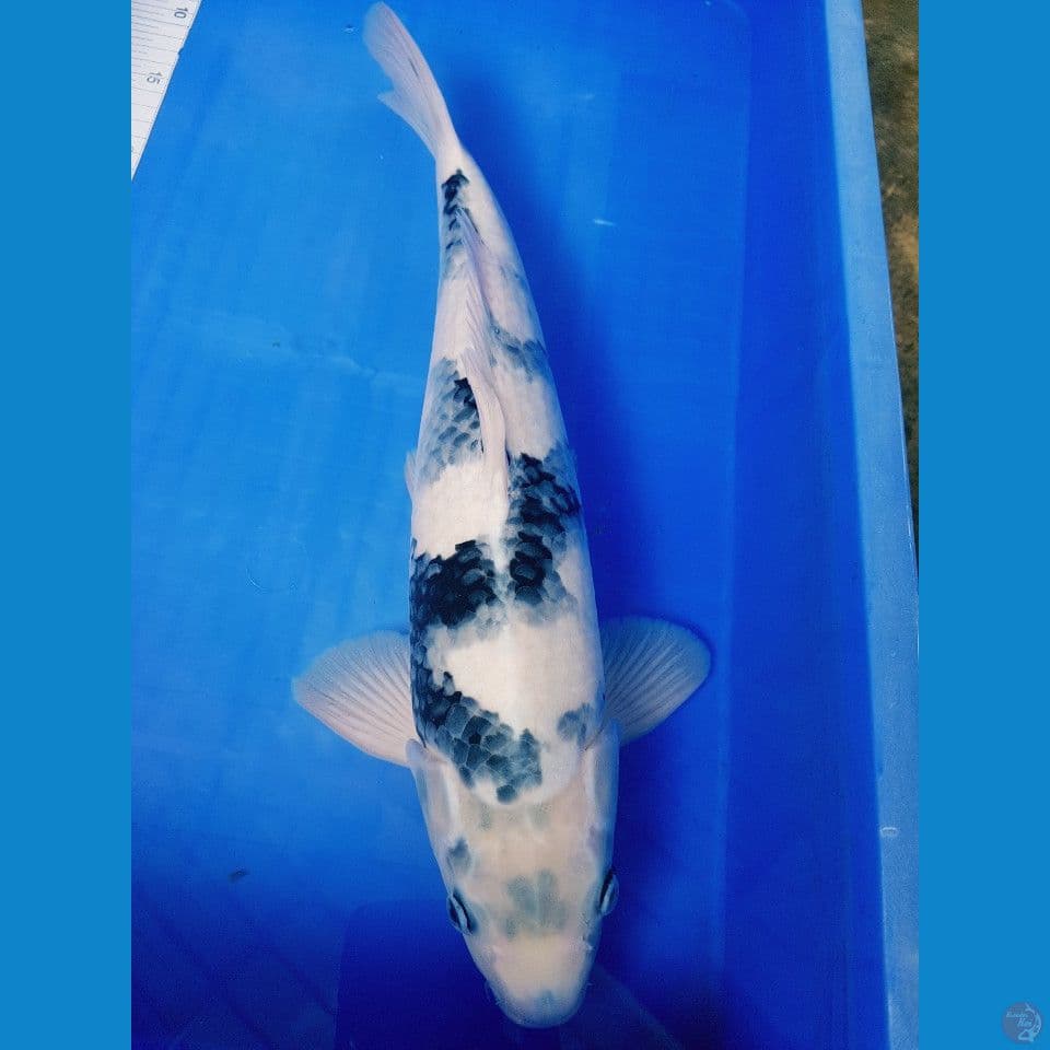 SHIRO GOOD SKIN 45 CM MALE