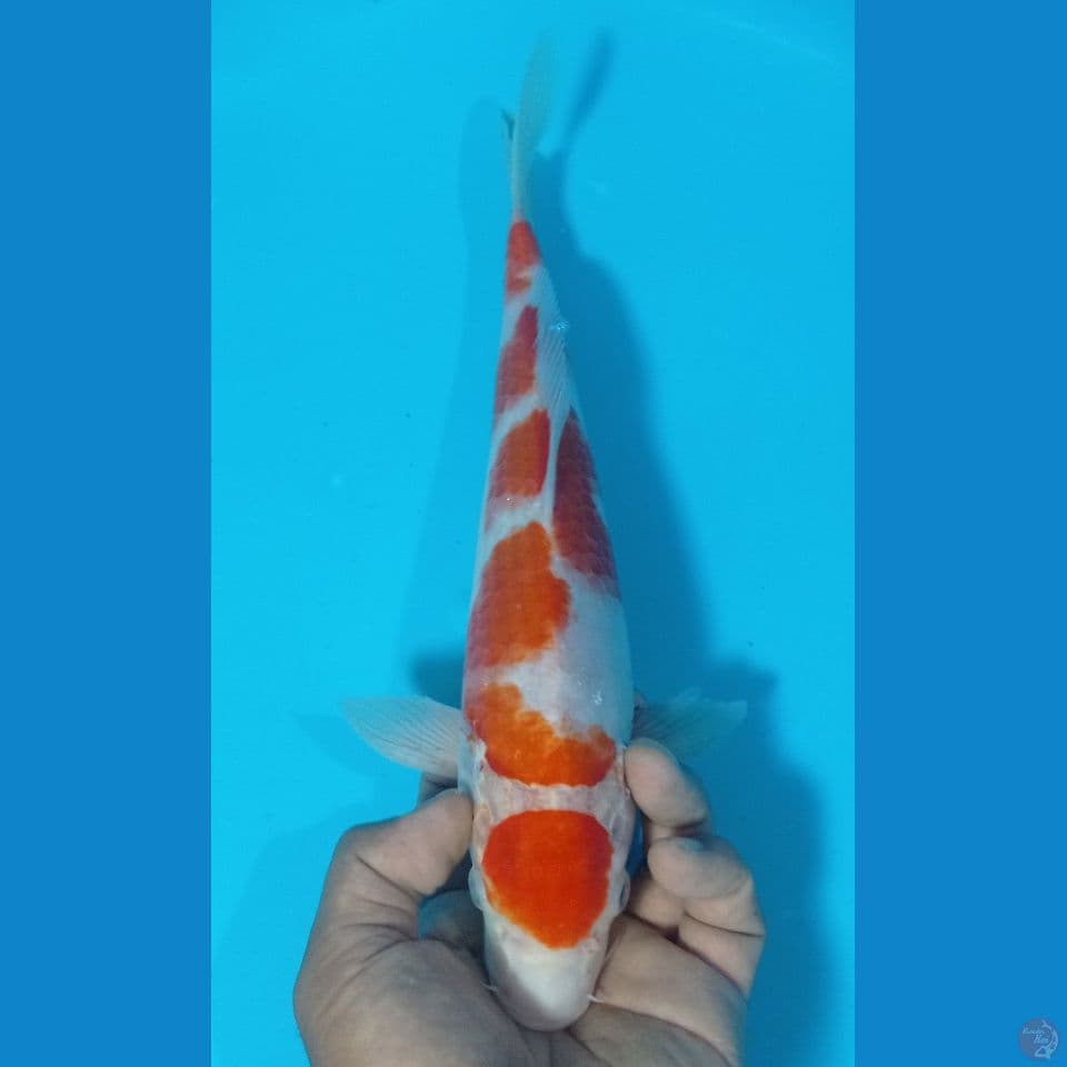 kohaku 35