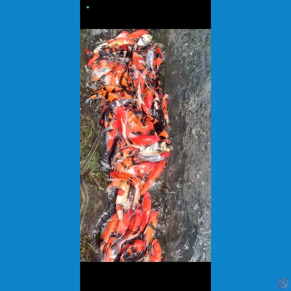Showa Mix Borongan 80ekor 16-22cm
