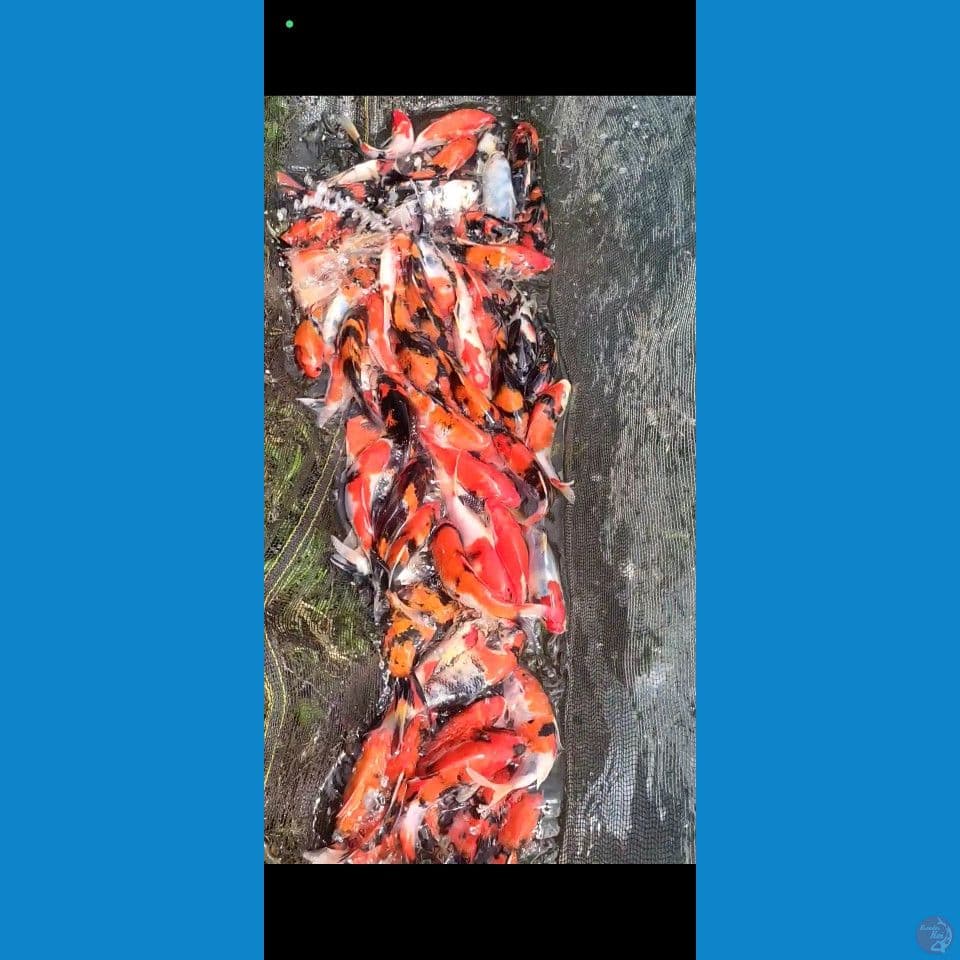 Showa Mix Borongan 80ekor 16-22cm