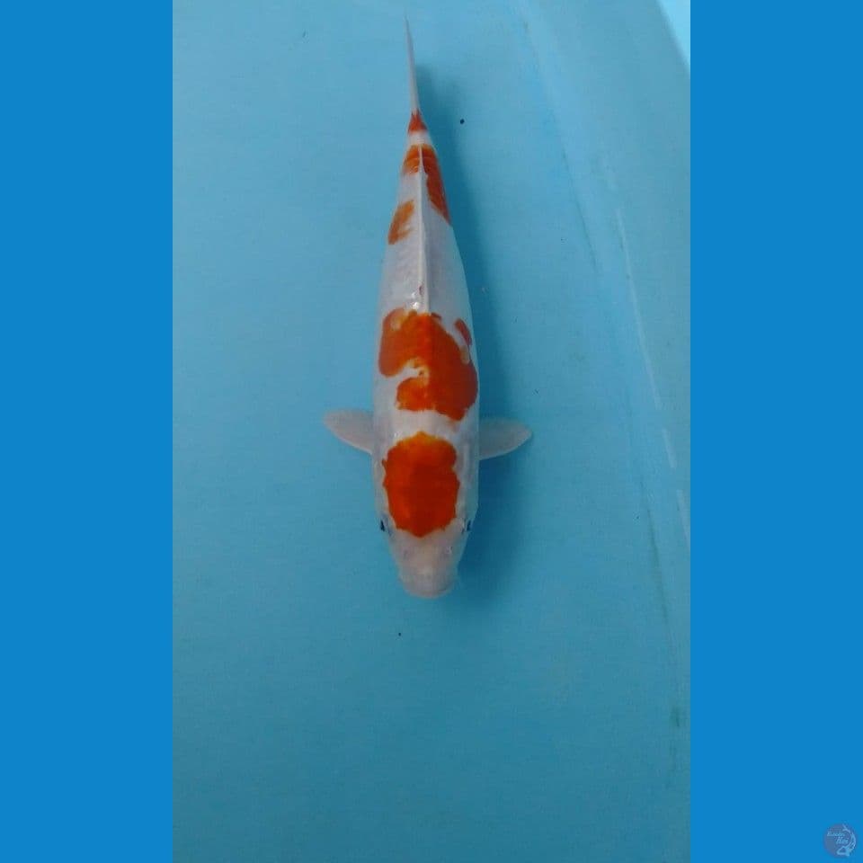 maruten kikushui 30cm