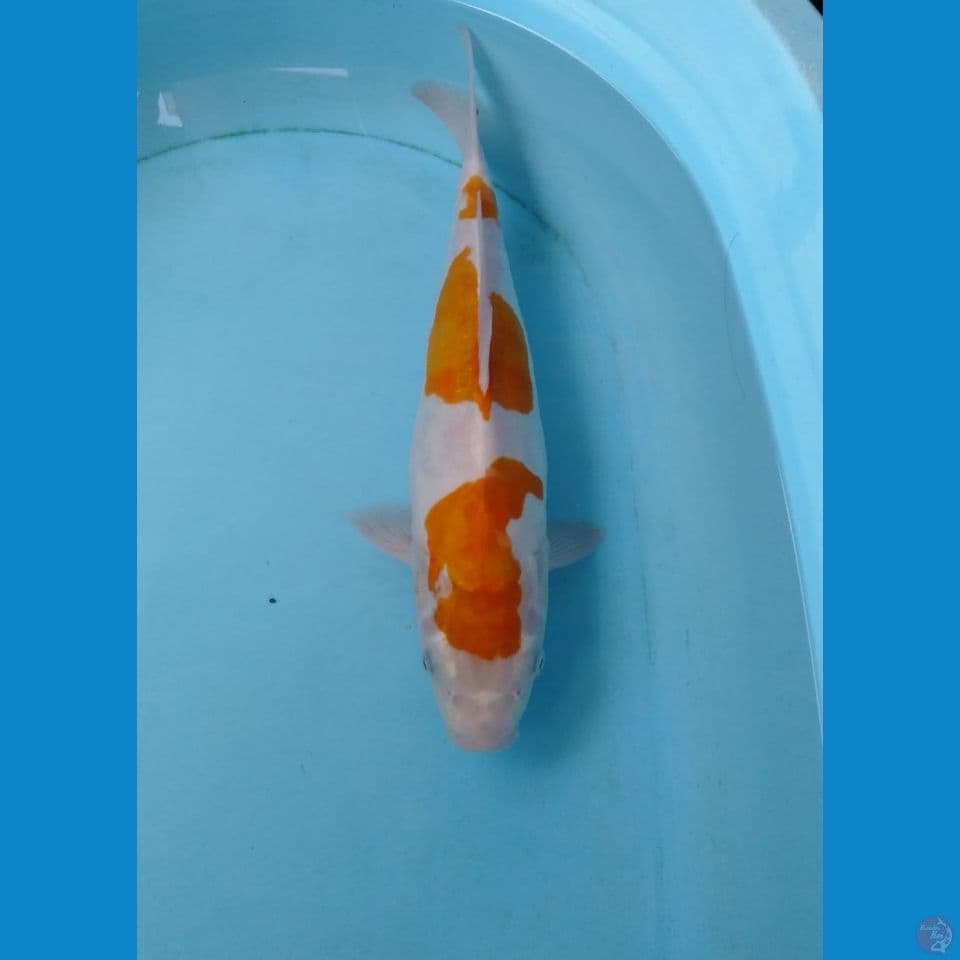 kohaku doitsu 37cm