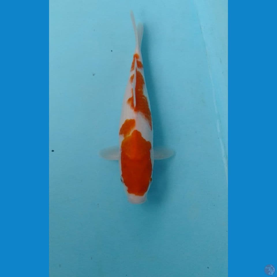 kohaku 25cm