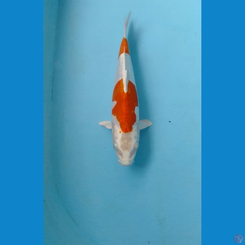 kikushui 25cm