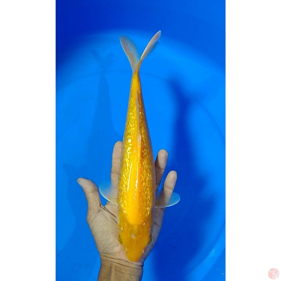 karashi gindrin size : 30 cm .m
