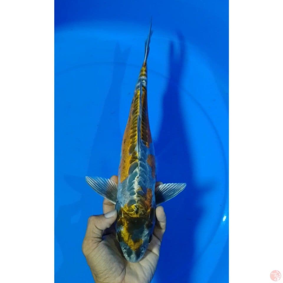beny kiko size : 35 cm.m