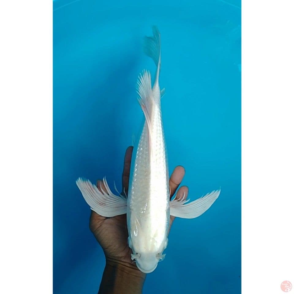 platinum gindrin kumpay size : 36 cm.m