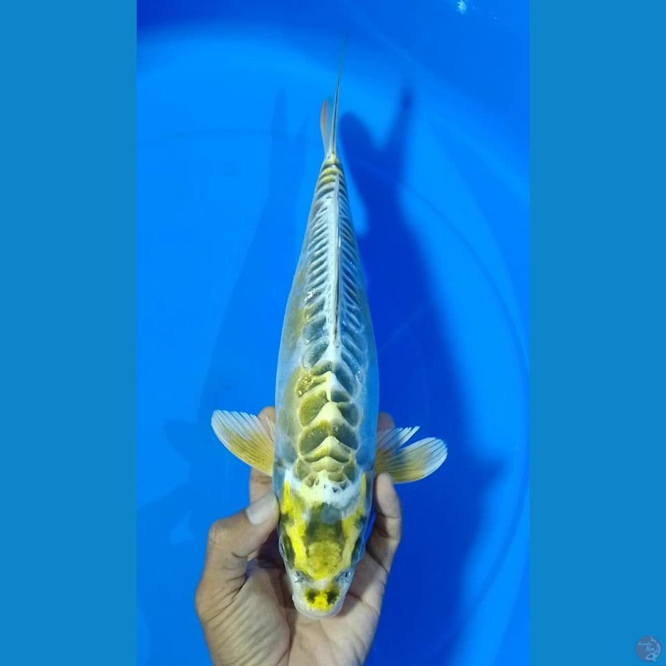 hariwake ditshu : 35 cm.f