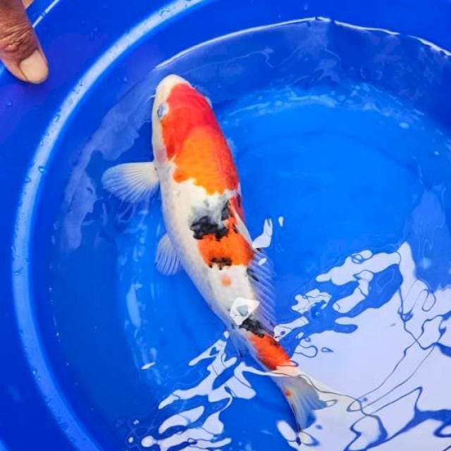 Sangke male 30 cm