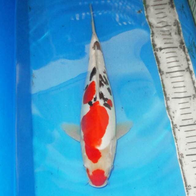 DOITSU SANSHOKU MERONA