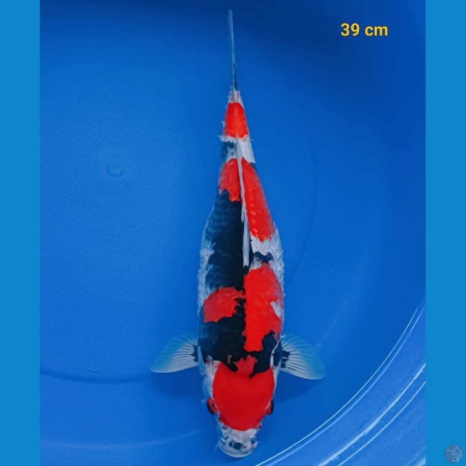 showa 39 cm