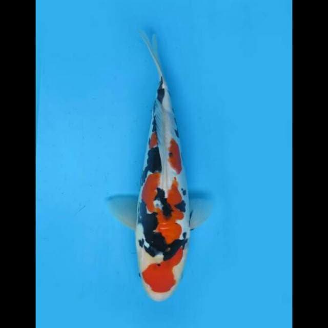 28cm Male - Kindai Showa Doitsu Tategoi