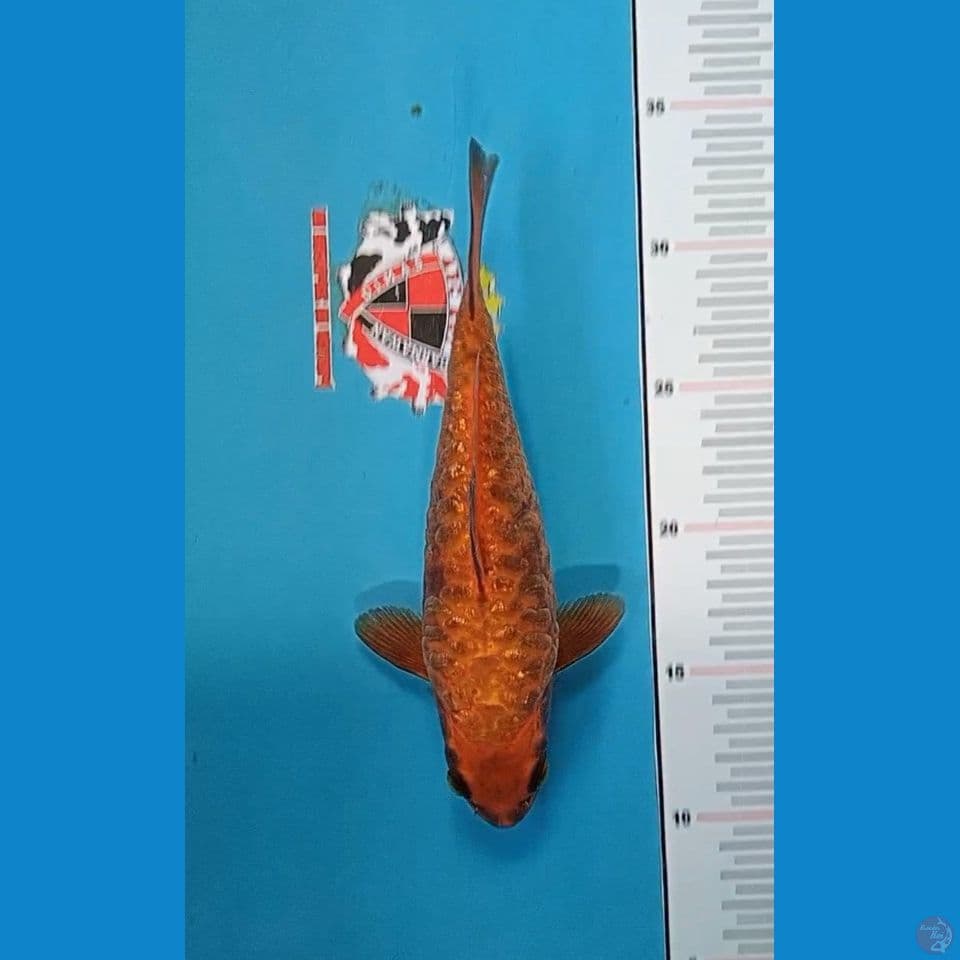 Kawarimono Aragoke 20 cm