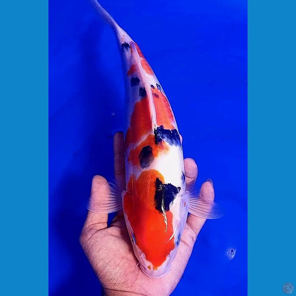 35 cm taiso sanke