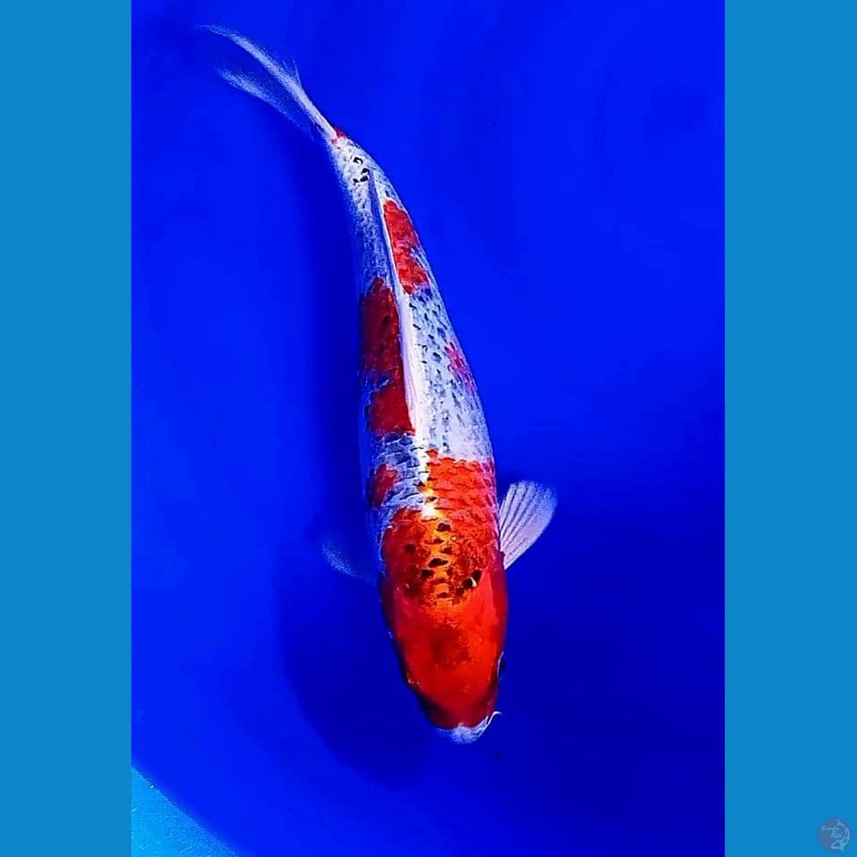 34 cm red kujaku