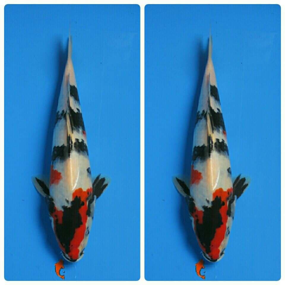 SHOWA 32 CM