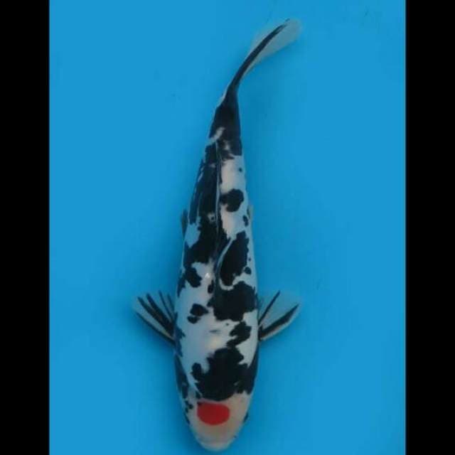 26cm Male - Tancho Showa Doitsu Original