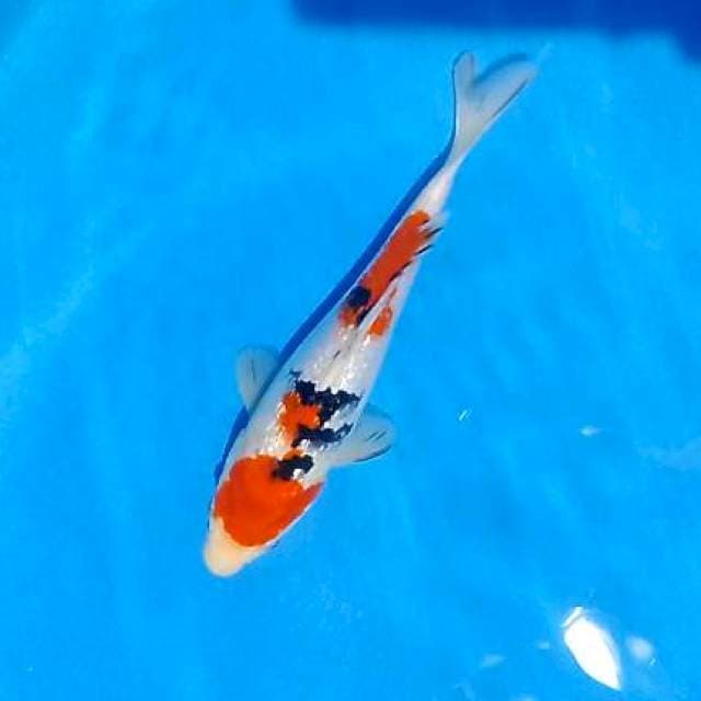Sangke ginrin 25 cm male