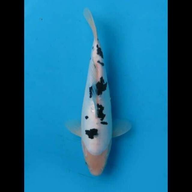 27cm Female - Bekko Doitsu Sq