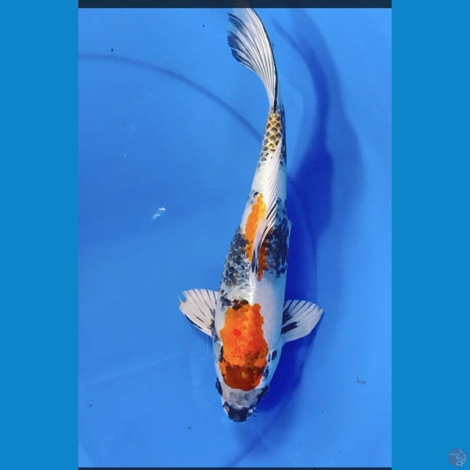 showa Male 33 cm
