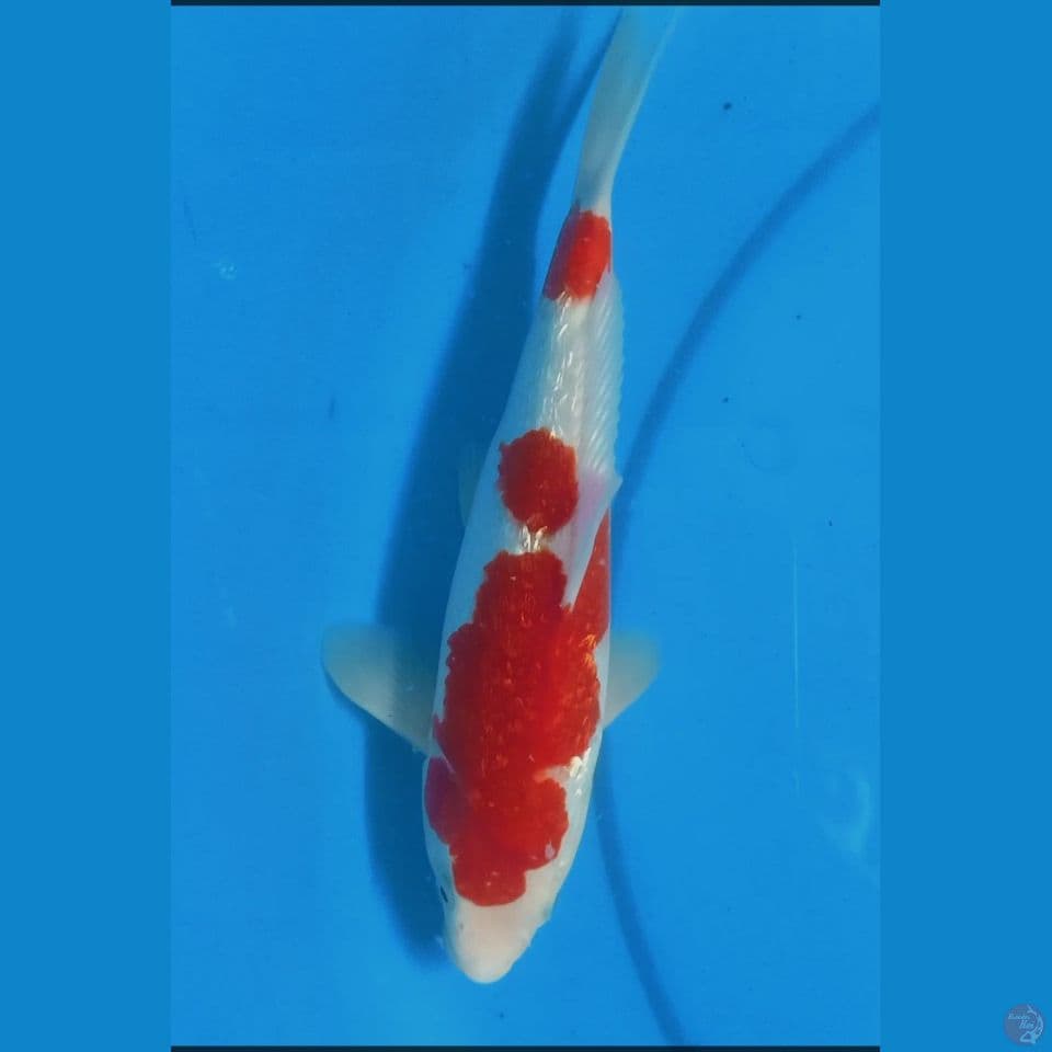 kuhaku gindrin 25 cm