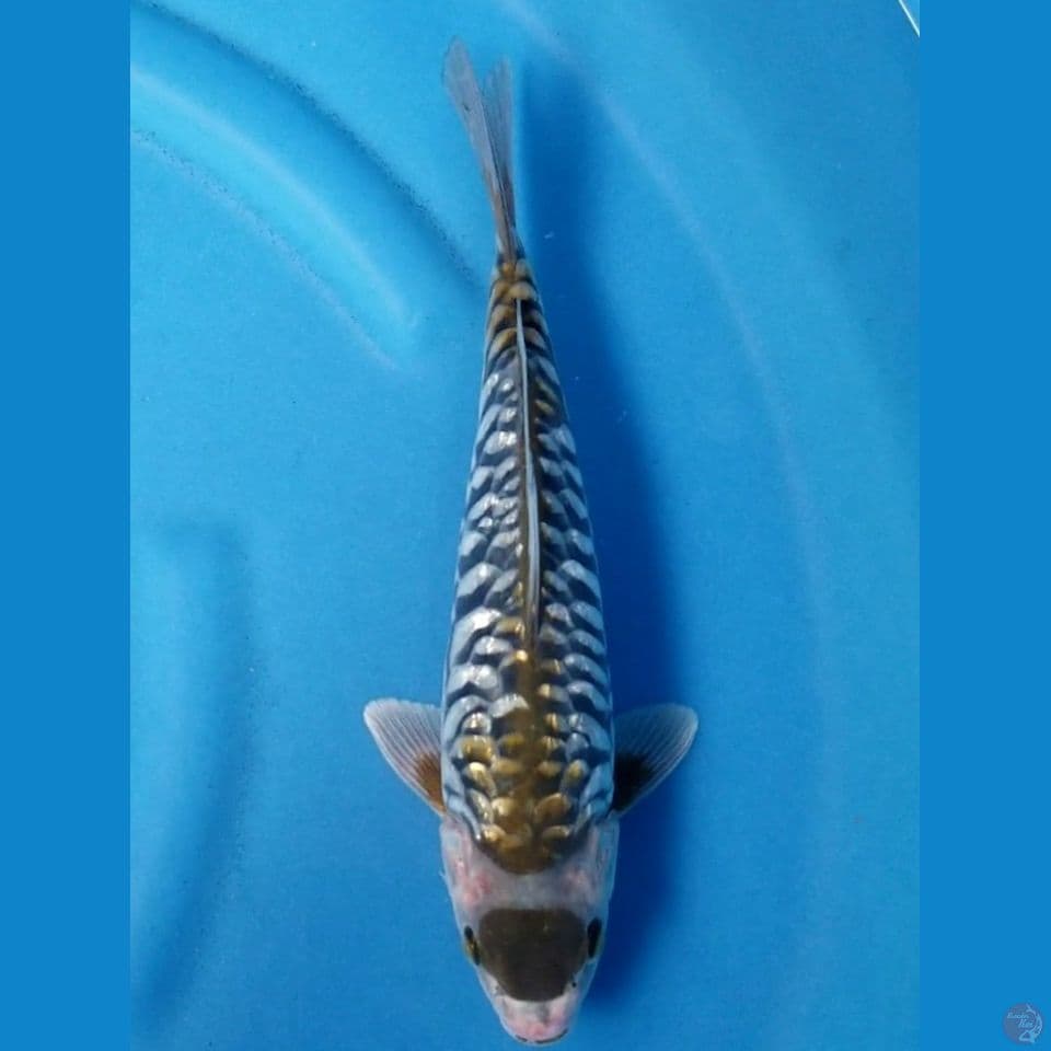 MARUTEN OCHIBA ARAGOKE 30 CM MALE