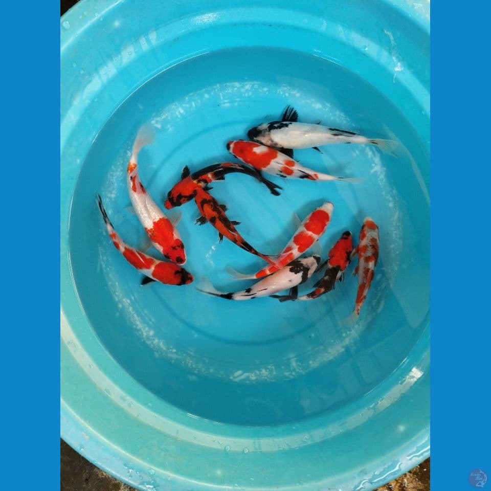 mix 20-24cm