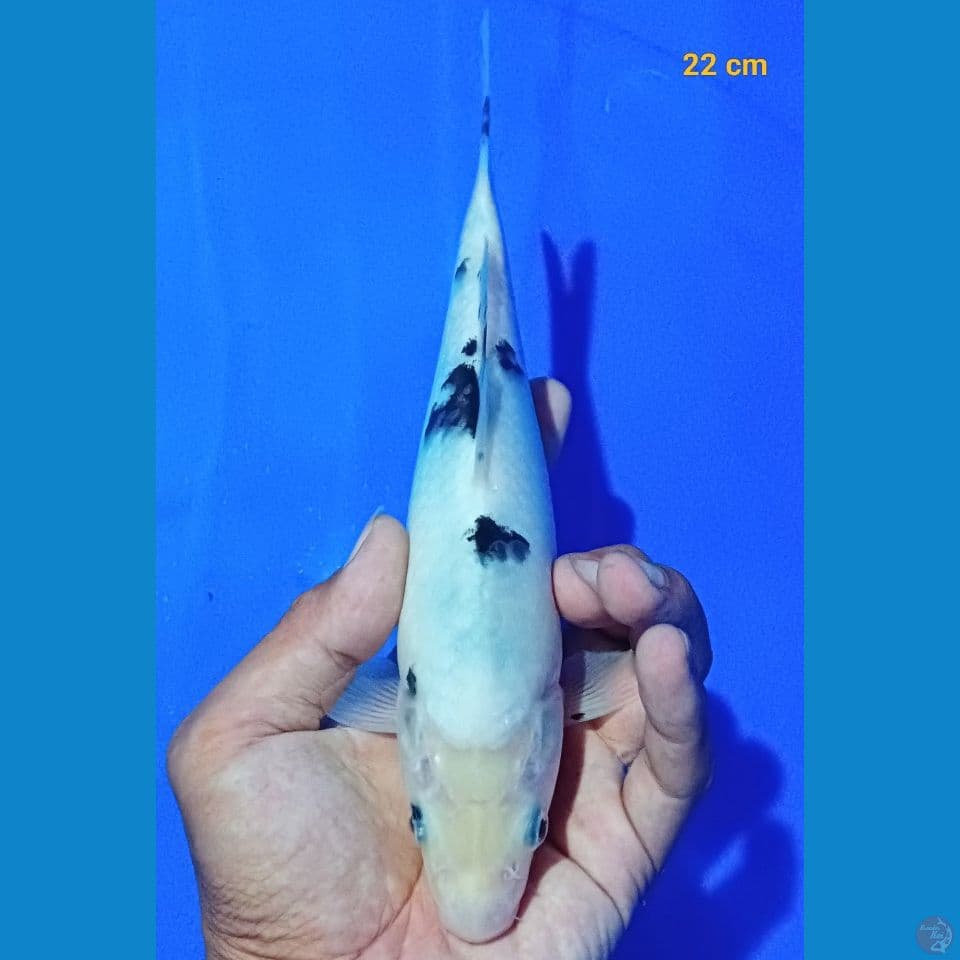 bekko 22 Cm