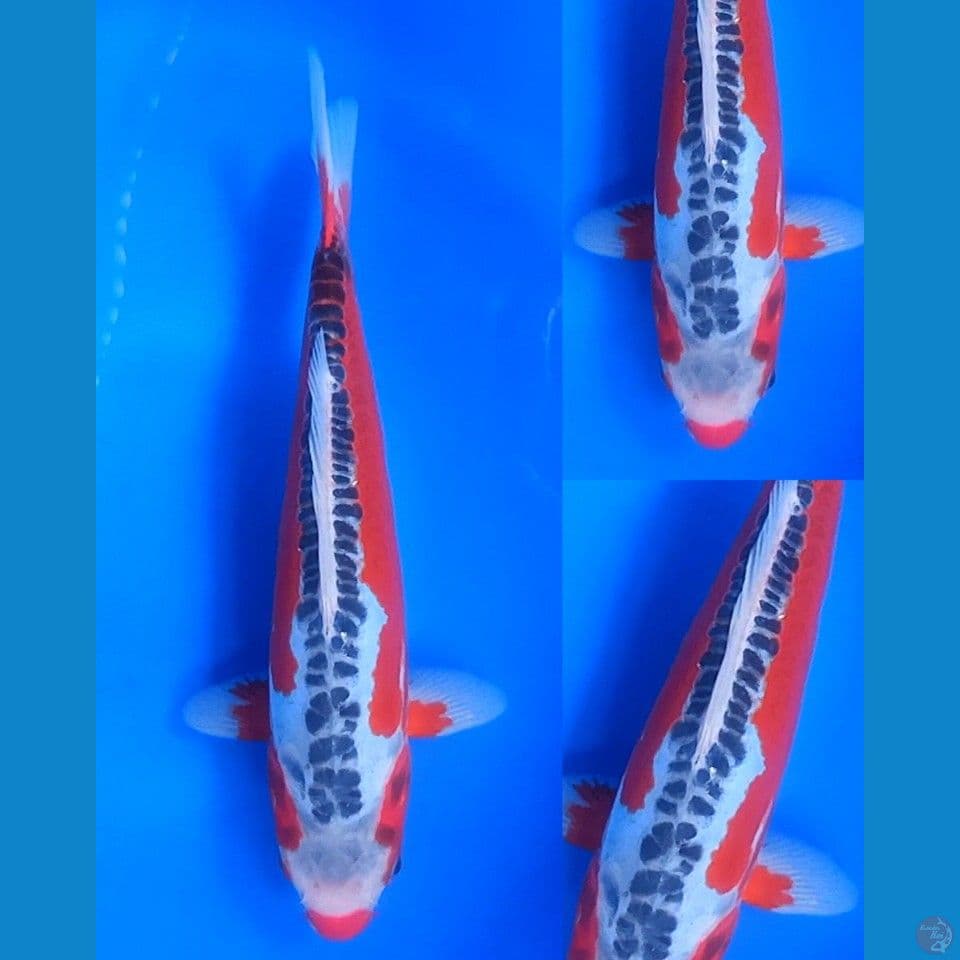 Shusui F1 tamaju