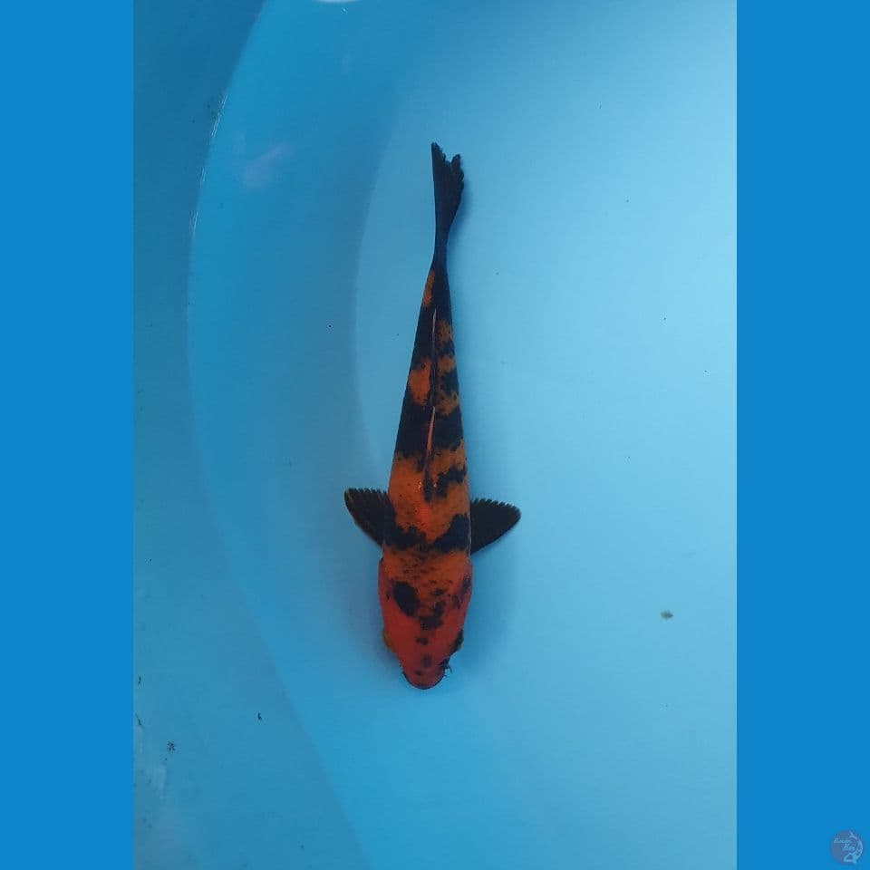 hiutsuri 18cm
