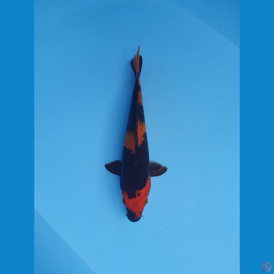hiutsuri 22cm