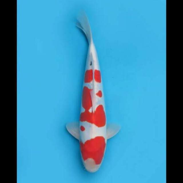 38cm Male - F1 Sanke Doitsu Murni Tategoi