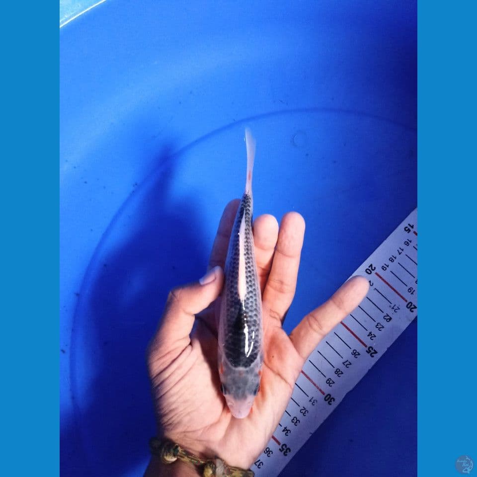 asagi f1 19cm FM