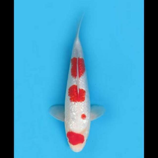 32cm Female - Maruten Kohaku Full Ginrin SQ