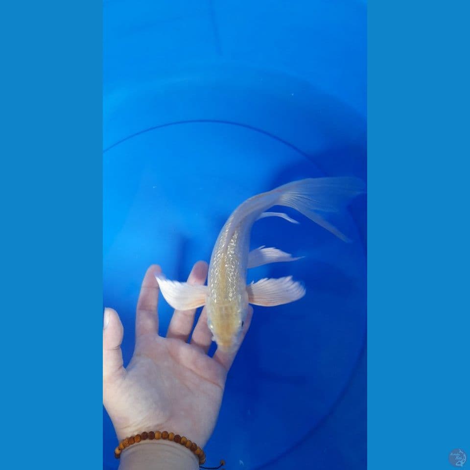21cm GINDRIN SLEYER