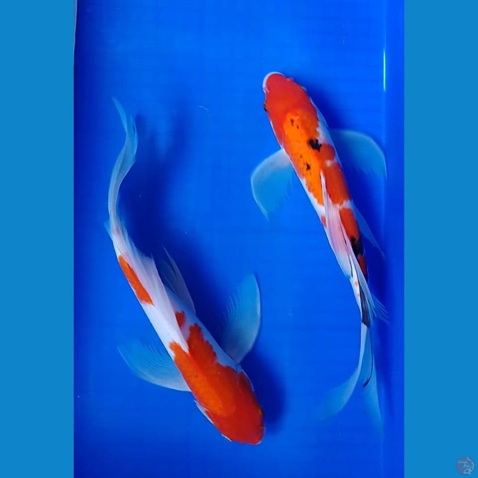 sleyer kohaku sanke size : 35cm