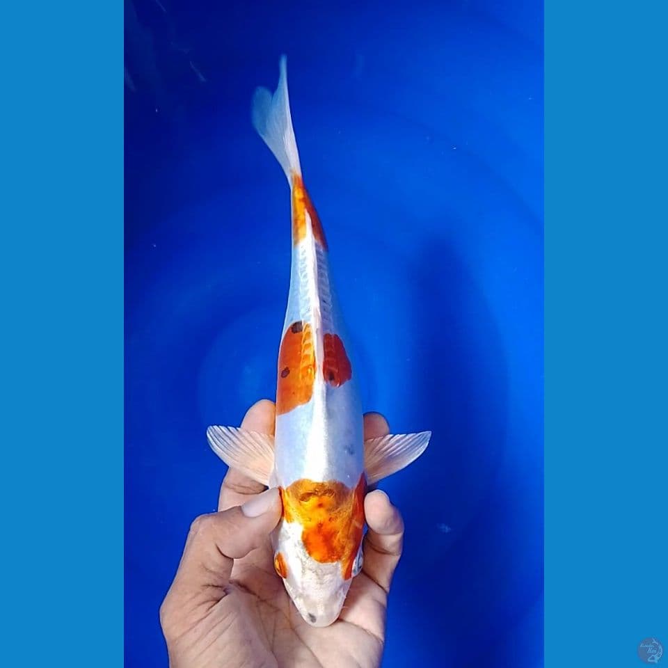 kujaku doit dize : 24cm.m