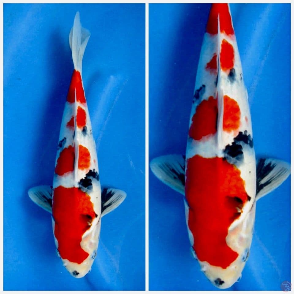 Red showa tategoi F1 35cm male