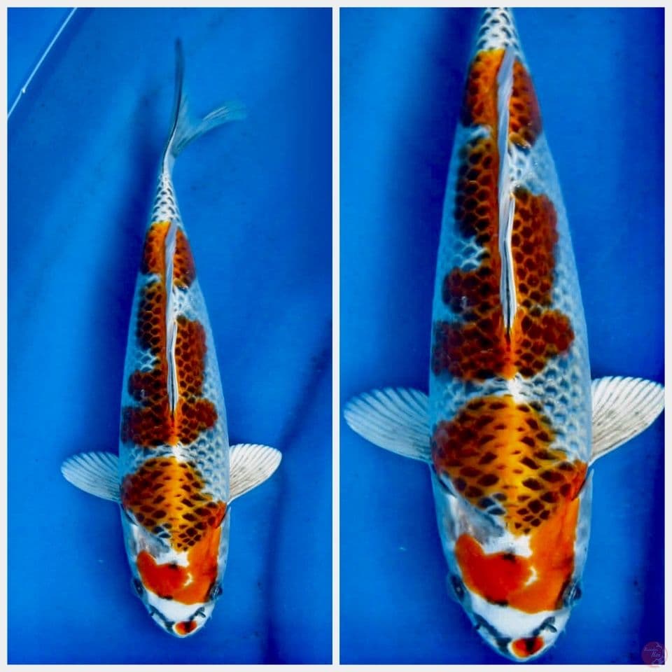 Kujaku F1 marusai 30cm male