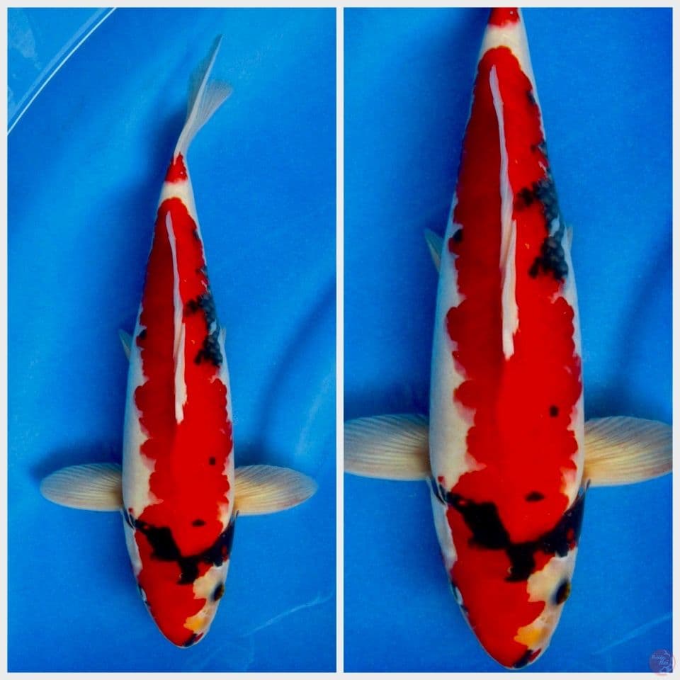 Red showa tategoi F1 35cm male