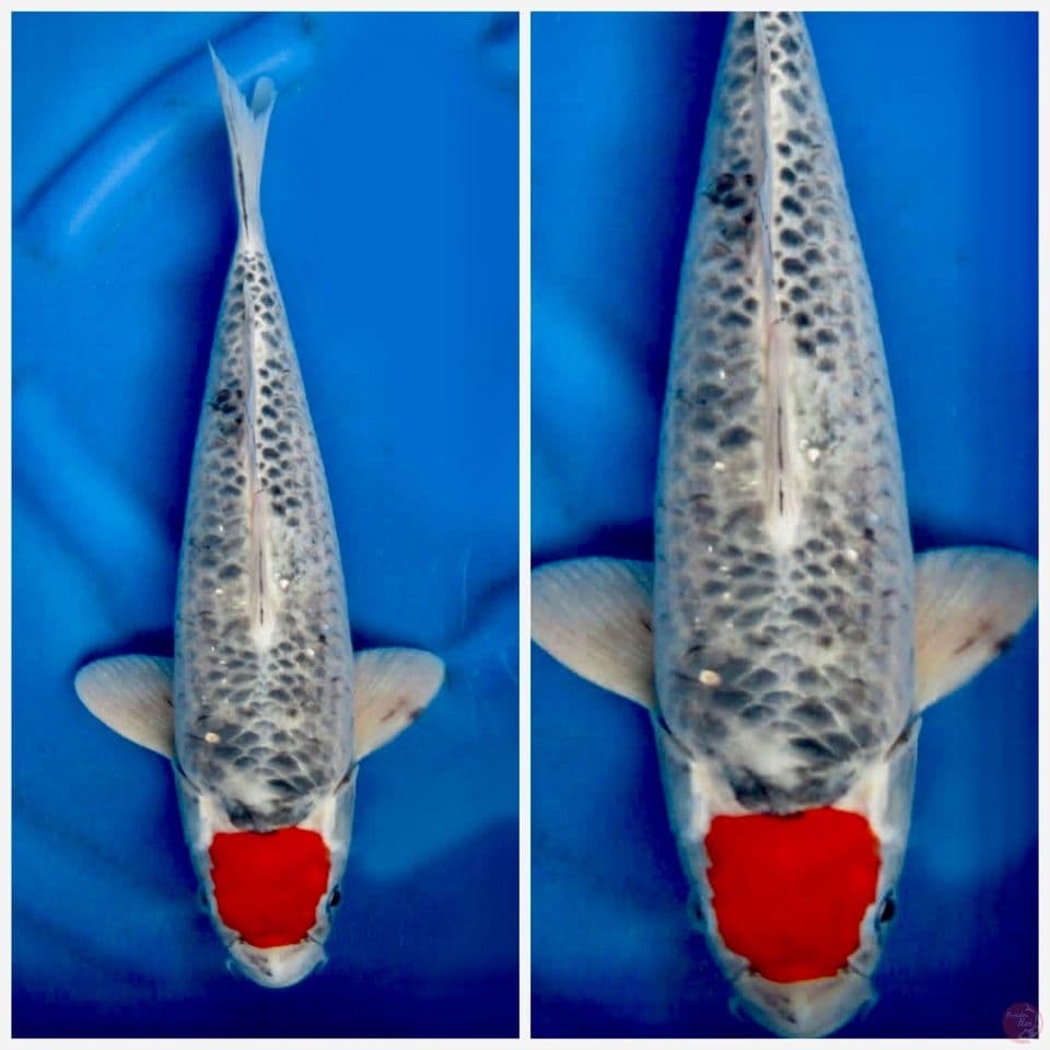 Tc gosiki reacing 40 cm male