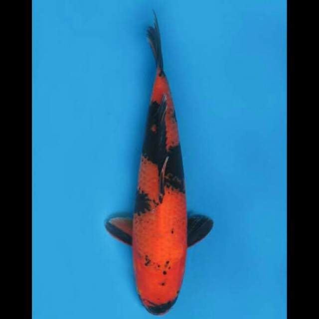 38cm Female - Hi Utsuri Bakat Jumbo