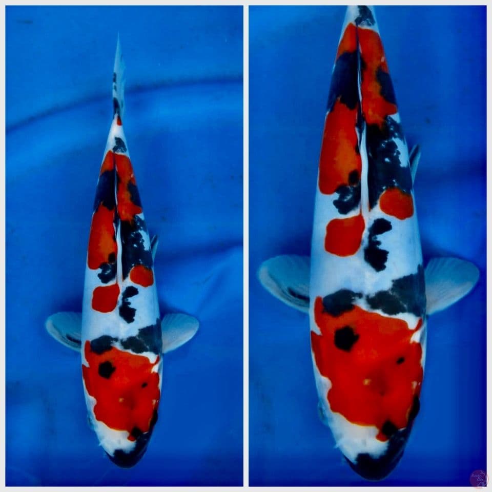 F1 Doitsu murni 29cm male