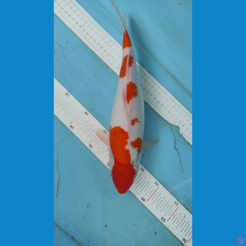 kohaku 35cm