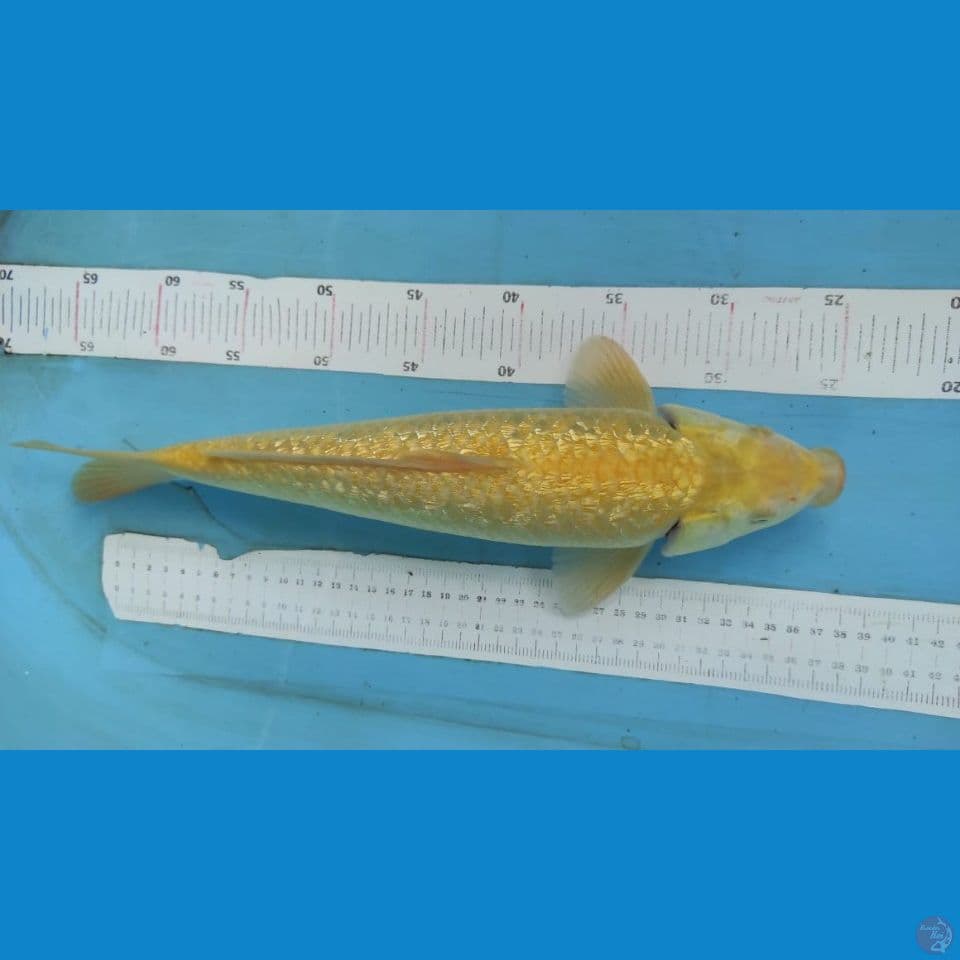 karasi ginrin 40cm