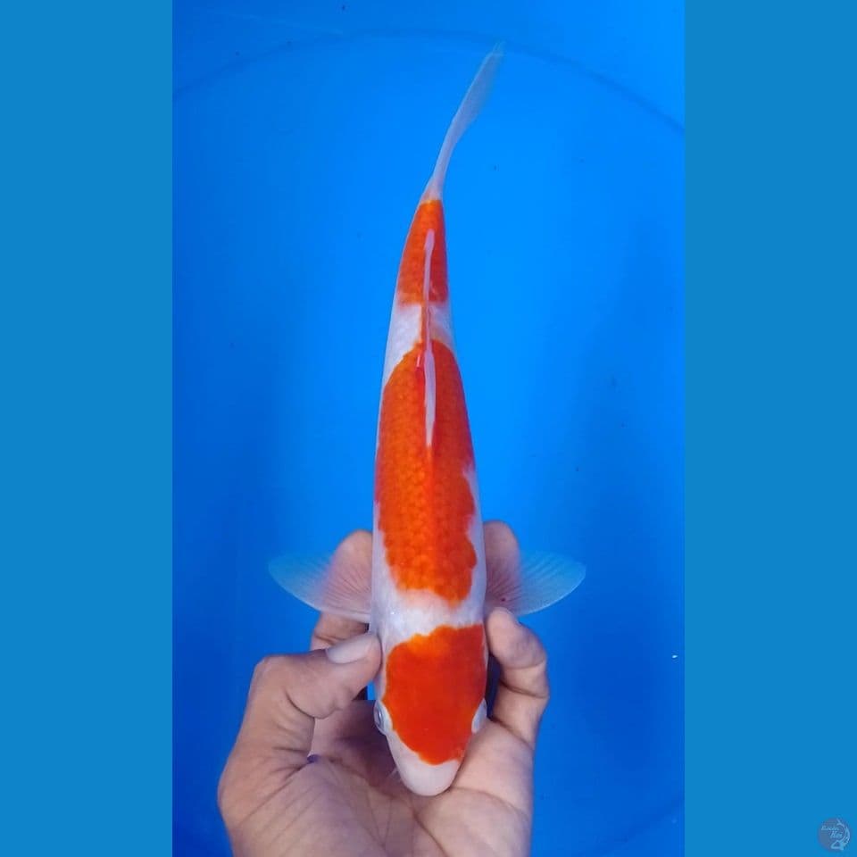 mariten kohaku dize : 24 cm.m