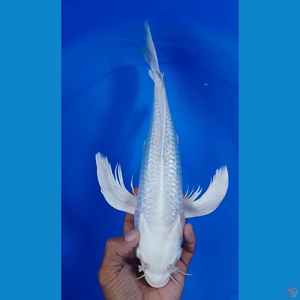 platinum sleyer size : 36cm.m