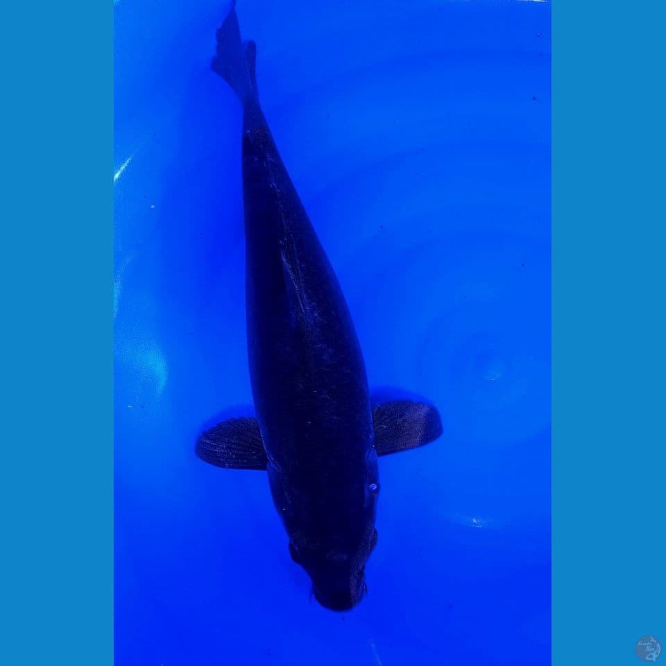 44 cm jumbo karasugoi fm