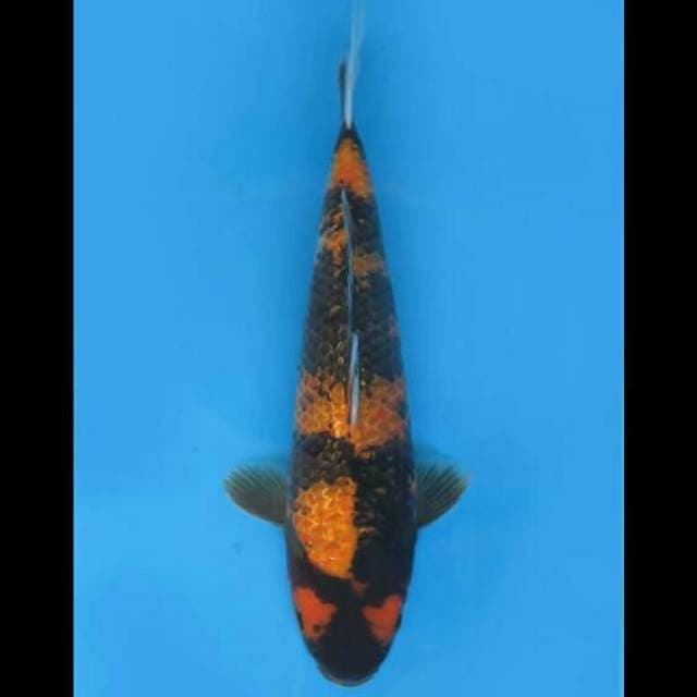 35cm Male - Hi Showa Full Ginrin