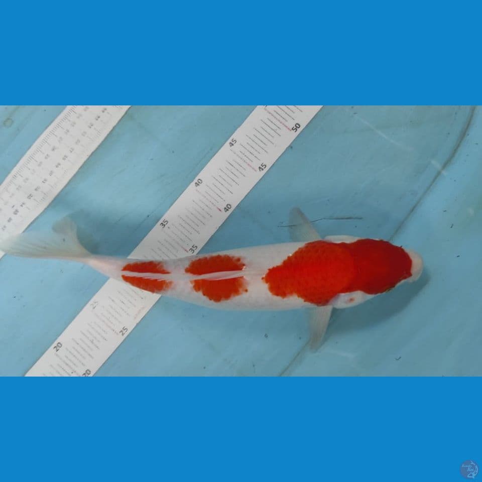 kohaku 35cm